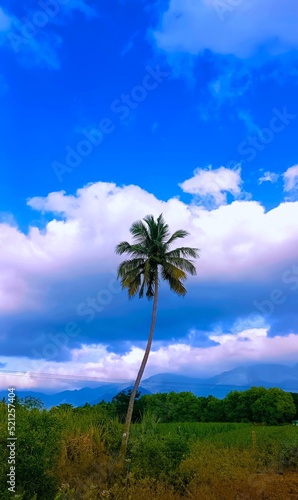 Coconut palm tree and blue sky with clouds
