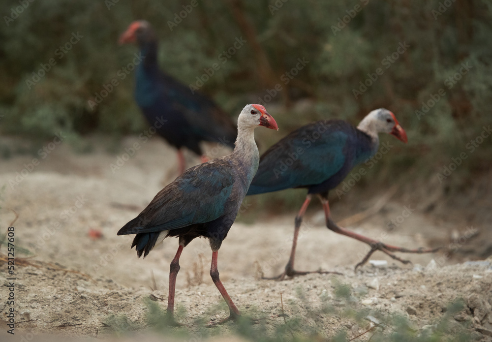 Grey-headed Swamphens at Asker marsh, Bahrain Grey-headed Swamphens at Asker marsh, Bahrain