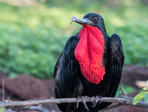 magnificent frigatebird photo