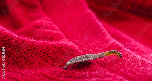 Wall moth larvae, or clothing moths, feed on fur, wool, dead skin fragments, hair and paper. Pierces stored and old clothes, need for detection photo