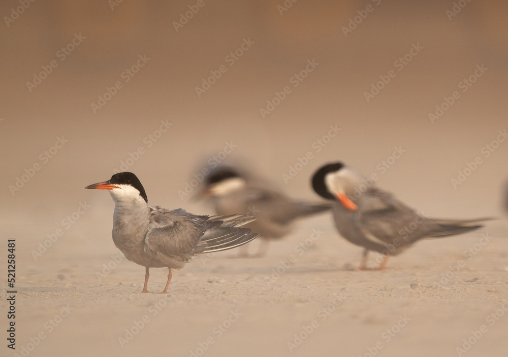Fototapeta premium White-cheeked Tern perched on the ground, Bahrain