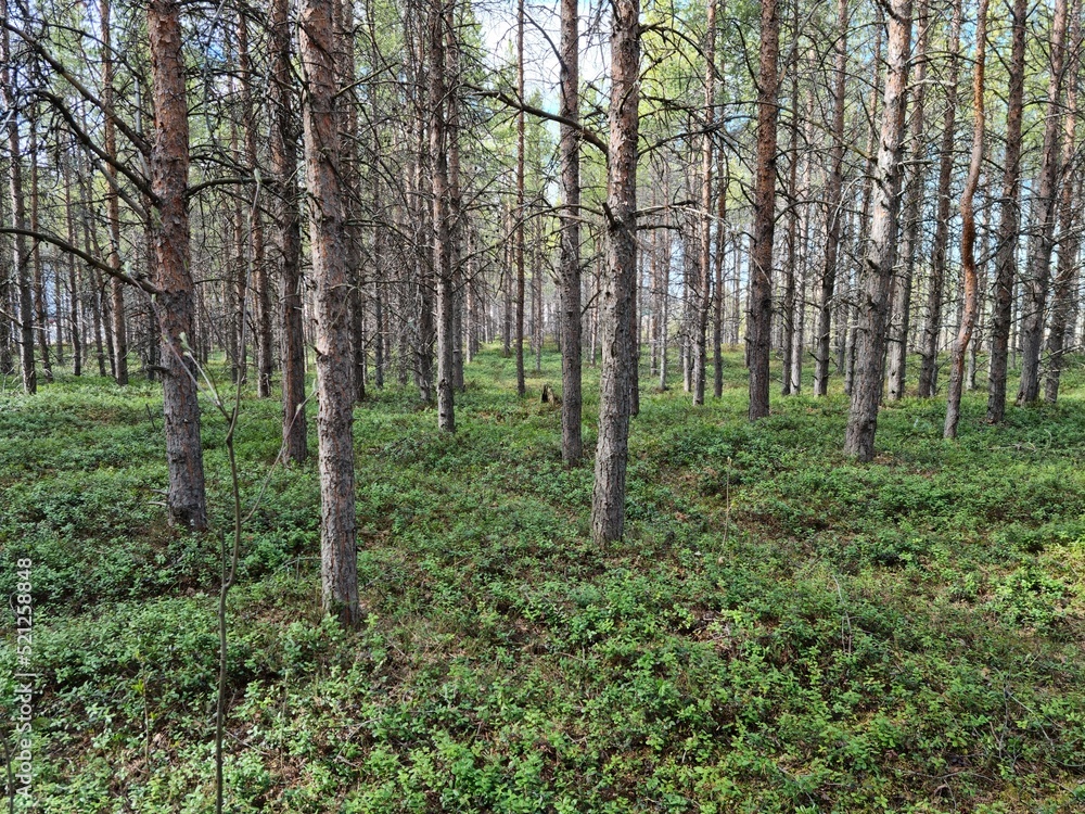 Obraz premium summer pine tree forest