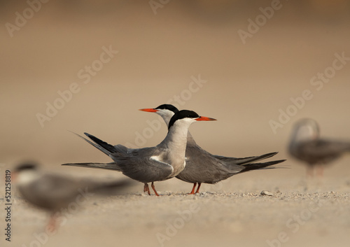White-cheeked terns perched courtship dance, Bahrain © Dr Ajay Kumar Singh