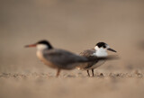 Selective focus on juvenile tern at the back , Bahrain
