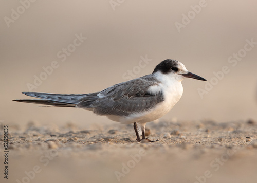 Portrait of a young White-cheeked tern perched on the ground, Bahrain