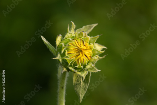 A beautiful sunflower on green . photo