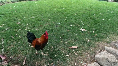 Footage of a rooster (Gallus domesticus) walking on the grass