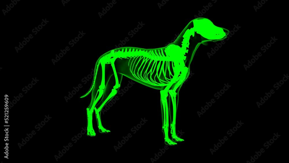 Coccygeus muscle Dog muscle Anatomy For Medical Concept 3D Animation Green matte Coccygeus muscle Dog muscle Anatomy For Medical Concept 3D Animation Green matte