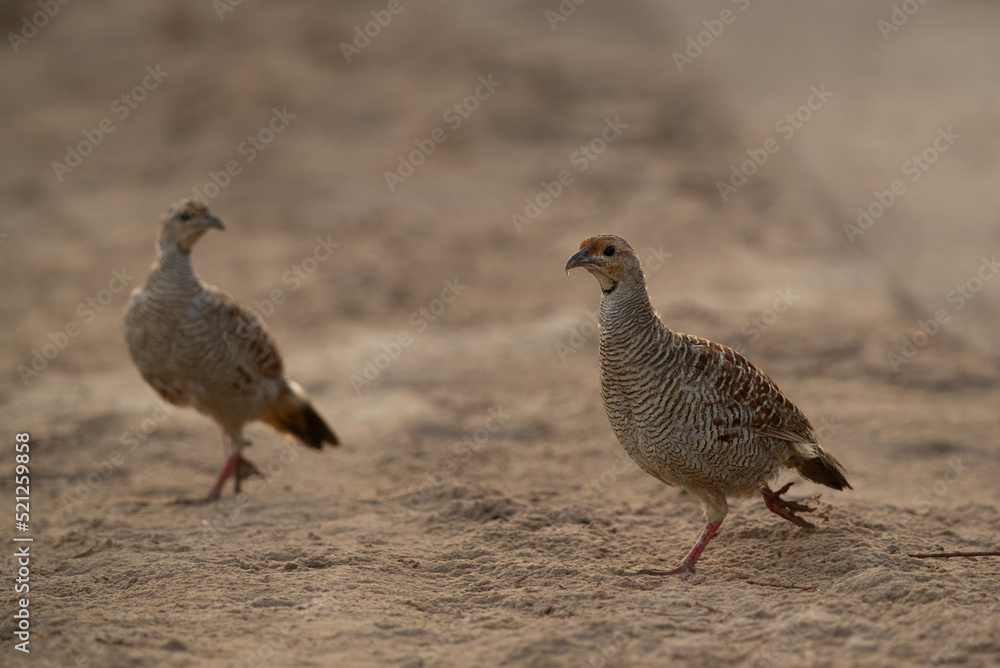 A pair of Grey francolin at Hamala, Bahrain A pair of Grey francolin at Hamala, Bahrain