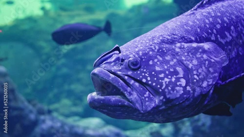 marine life, a small cleaner swims near a big fish in blue clear water behind a glass of an aquarium, close-up photo