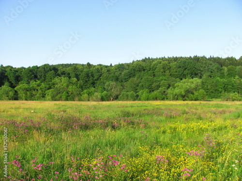 Beautiful meadow in summer