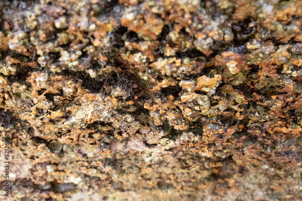 rocks on the coast of asturias, where small molluscs and crustaceans grow rocks on the coast of asturias, where small molluscs and crustaceans grow