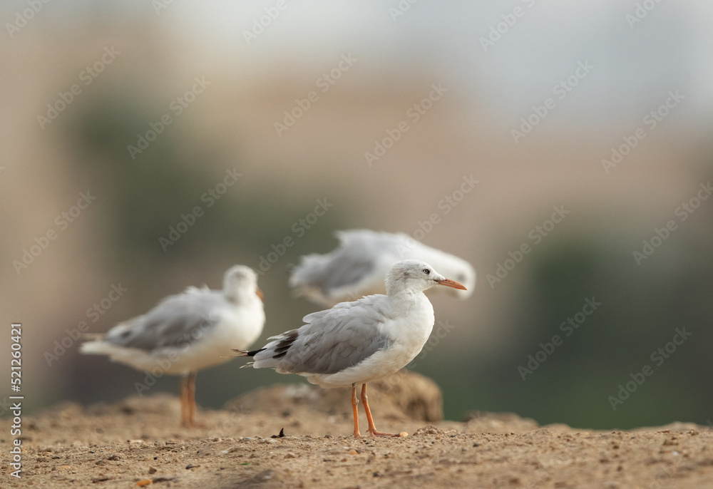 Sender-billed seagulls at Tubli coast, Bahrain Sender-billed seagulls at Tubli coast, Bahrain