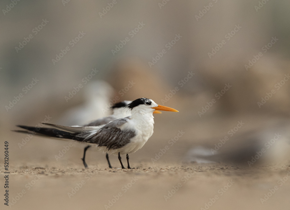 Closeup of Greater Crested Terns at Tubli coast, Bahrain Closeup of Greater Crested Terns at Tubli coast, Bahrain