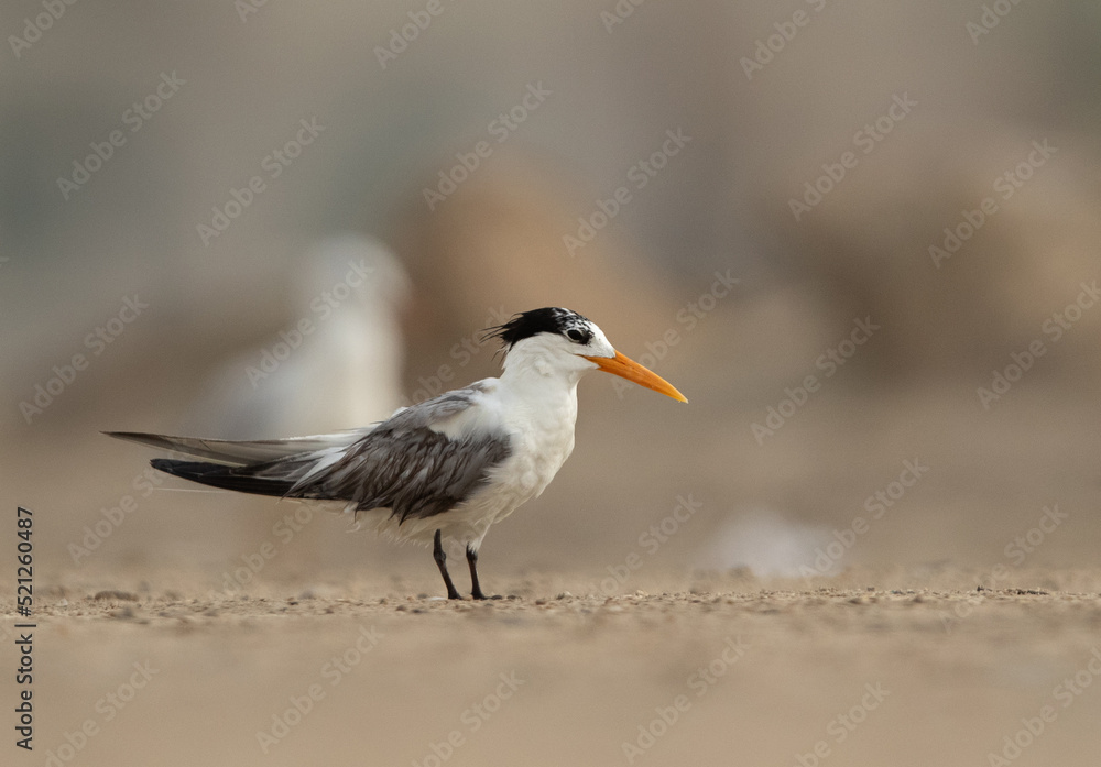 Greater Crested Tern at Tubli coast, Bahrain Greater Crested Tern at Tubli coast, Bahrain