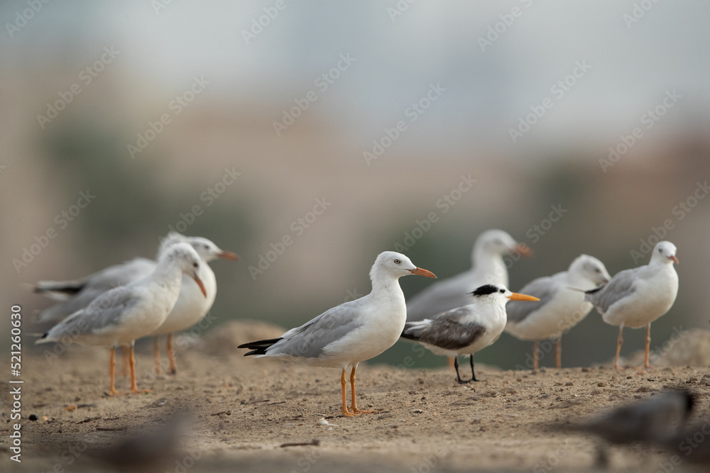 Sender-billed seagulls and a greater crested tern at Tubli bay, Bahrain Sender-billed seagulls and a greater crested tern at Tubli bay, Bahrain