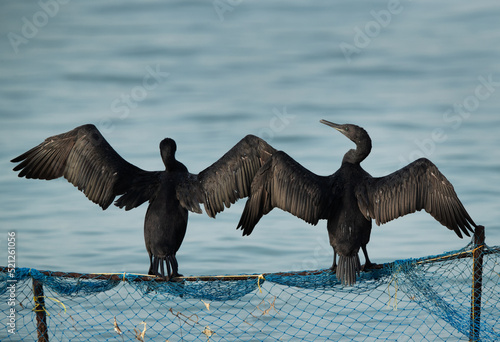 Socotra cormorants perched on fishing net at Busaiteen coast, Bahrain photo