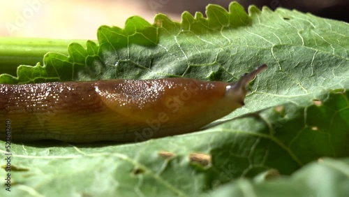 A common garden snail crawling on green leaves photo