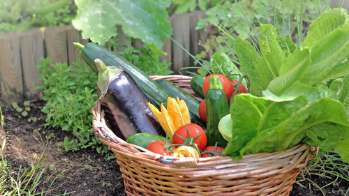 fresh and colorful vegetables in basket harvested  in a garden