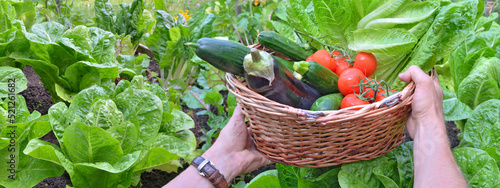 fresh vegetables in a wicker basket held by a gardener in a garden