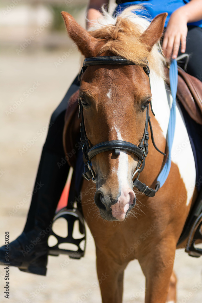 Obraz premium Little girl that rides a brown pony during Pony Game competition at the Equestrian School