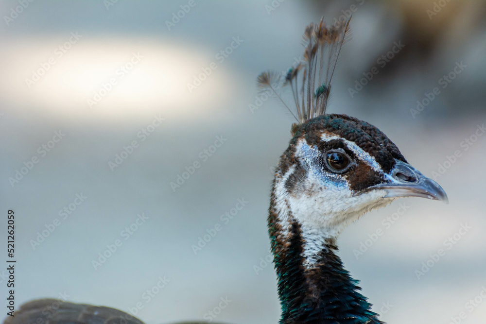 Close Up of Peacock (Pavo cristatus) on Blurred Background Close Up of Peacock (Pavo cristatus) on Blurred Background