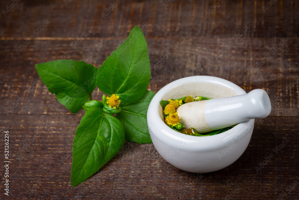 Acmella Oleracea, Paracress or Toothache plant with mortar and pestle on rustic wooden table. Acmella Oleracea, Paracress or Toothache plant with mortar and pestle on rustic wooden table.