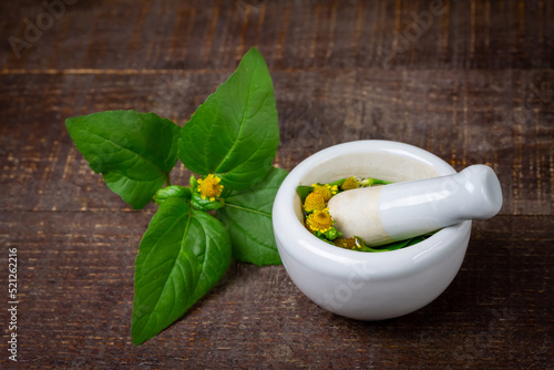 Acmella Oleracea, Paracress or Toothache plant with mortar and pestle on rustic wooden table.