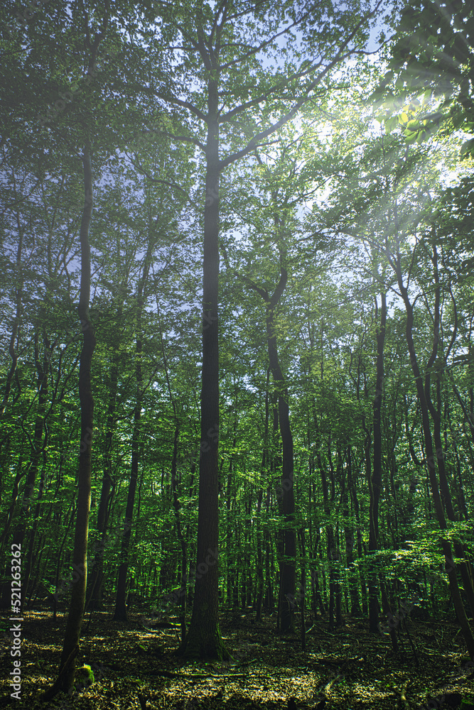 Fototapeta premium Ein schöner Wald in Rüdesheim 