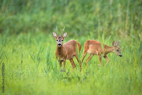Couple roe deer, capreolus capreolus, standing in long grass in summer nature. Two mammals looking on green field. Male and female sniffing on pasture in summertime.