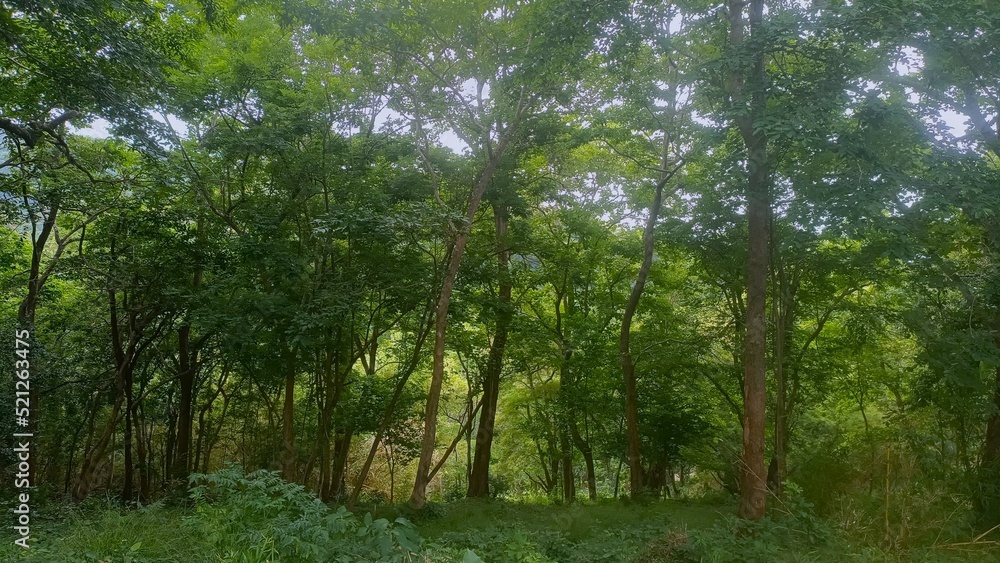 Obraz premium trees in the forest with greenery