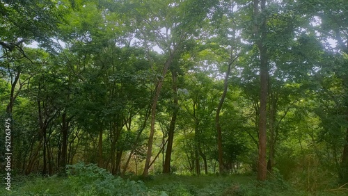 trees in the forest with greenery
