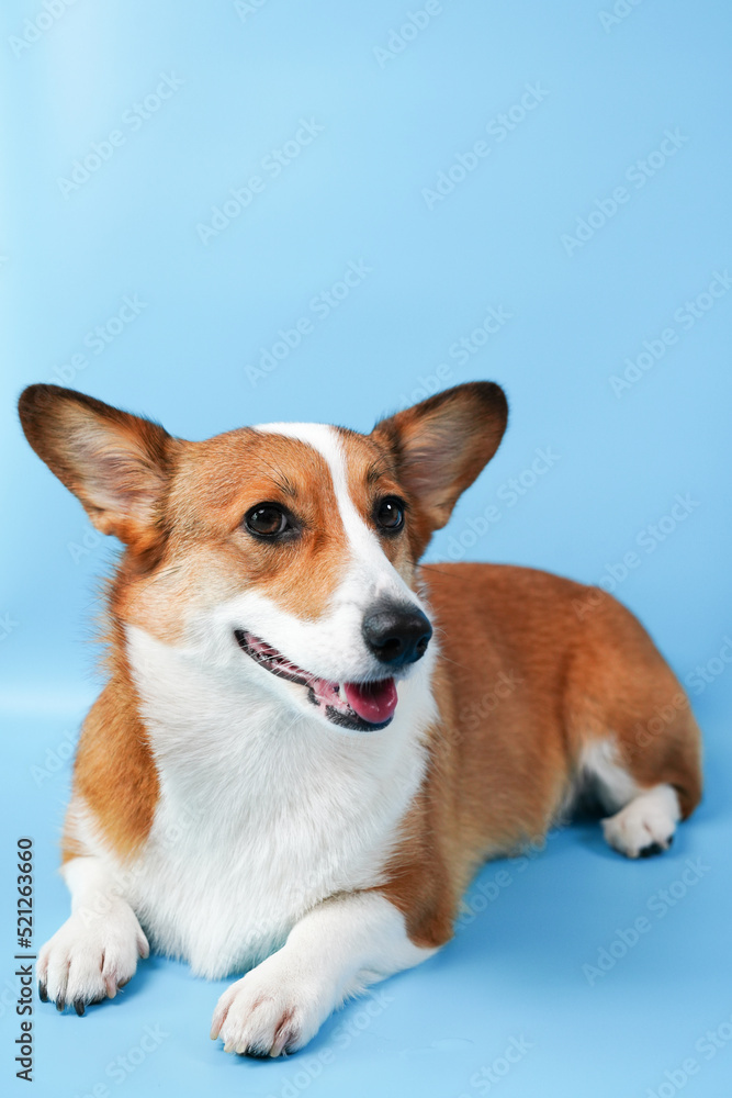 portrait of a dog portrait of a dog
