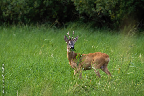 Fototapeta Naklejka Na Ścianę i Meble -  Roe deer, capreolus capreolus, grazing on green pasture in summertime nature. Antlered male chewing grass on meadow. Roebuck standing on grassland in summer.