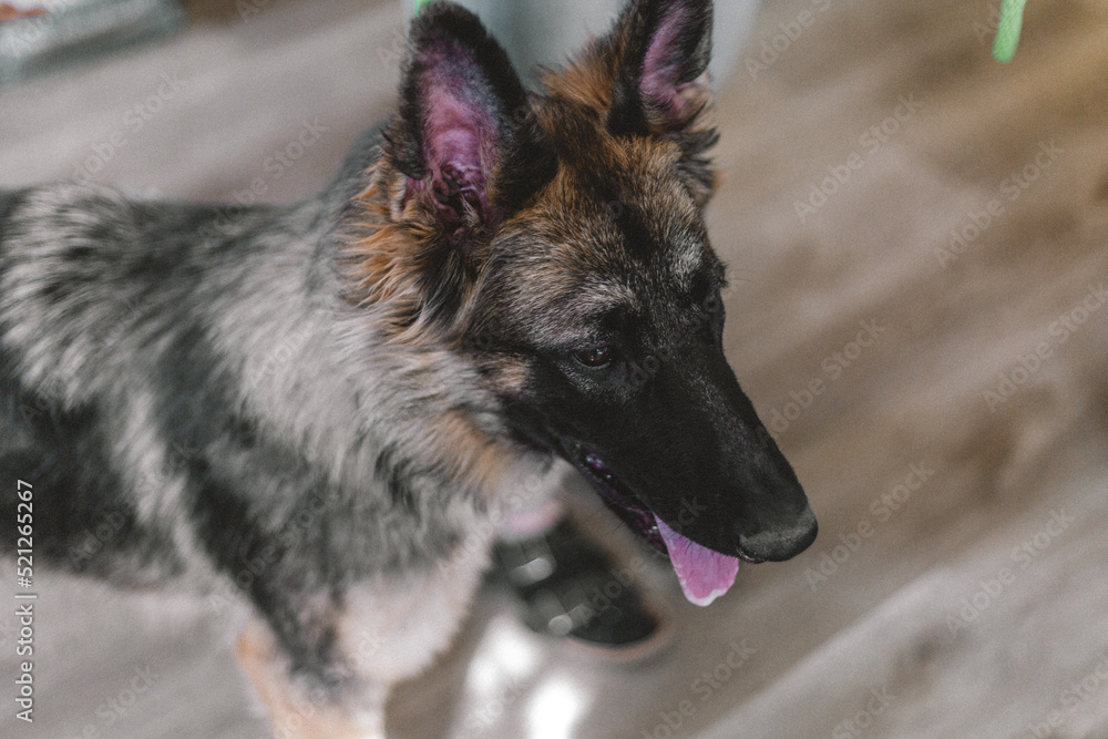 Dog Grooming Portrait: German Shepherd Dog Grooming Portrait: German Shepherd
