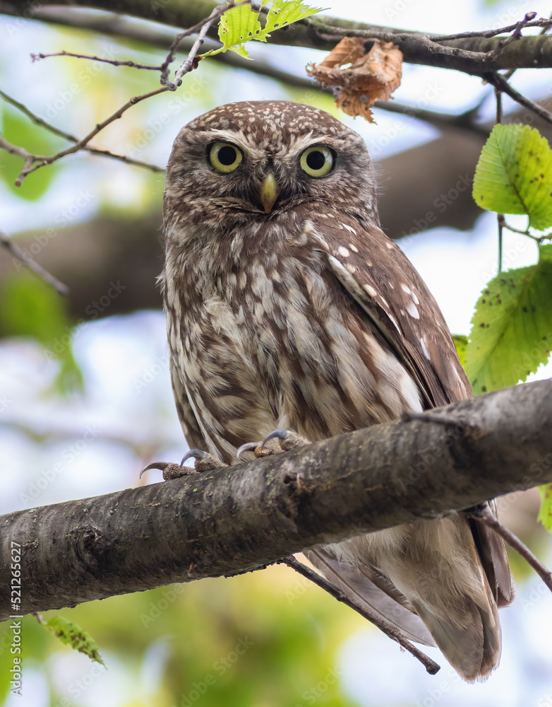 Little owl, Athene noctua. A bird sits on a branch and looks into the lens Little owl, Athene noctua. A bird sits on a branch and looks into the lens