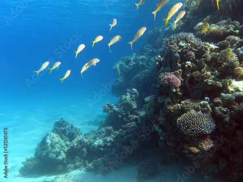 Coral reef with shoal of goatfishes and hard corals at the bottom of tropical sea on blue water background photo