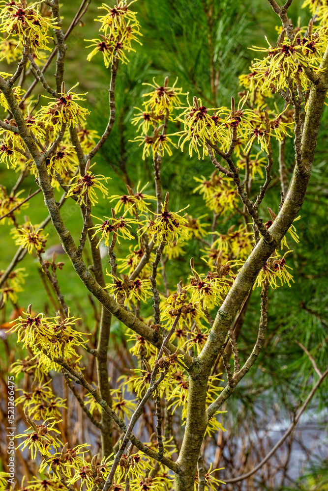Hamamelis x Intermedia 'Moonlight' (witch hazel) a winter spring flowering tree shrub plant which has a highly fragrant springtime yellow flower and leafless when in bloom stock photo image