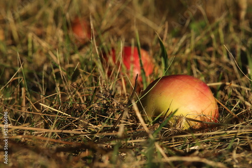 Fotografia Three apples in the grass - on a neglected lawn