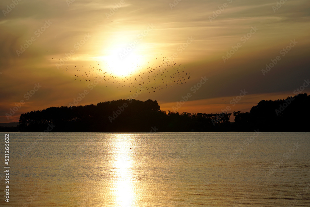 A flock of birds against the backdrop of a bright sunset over the lake. Summer evening. Glare on the water.