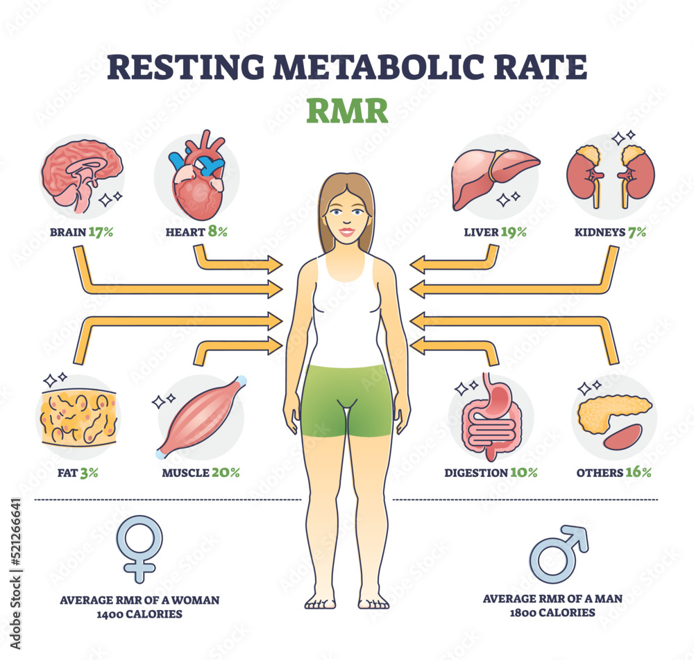 Resting metabolic rate or RMR as body calories consumption outline diagram. Labeled educational scheme with energy percentage level required for life and inner organ function usage vector illustration - obrazy, fototapety, plakaty 