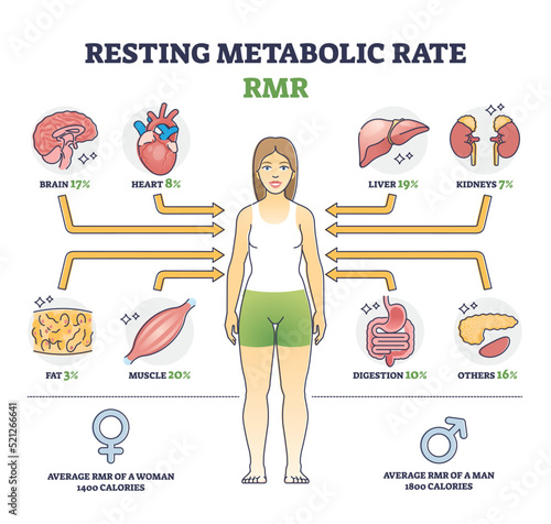 Resting metabolic rate or RMR as body calories consumption outline diagram. Labeled educational scheme with energy percentage level required for life and inner organ function usage vector illustration photo