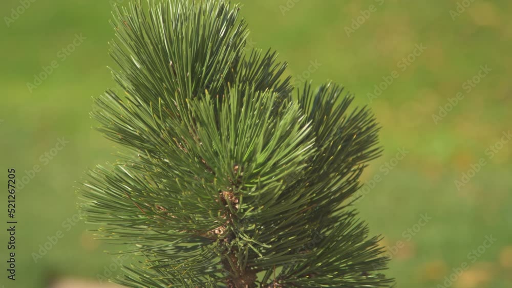 CLOSE UP: Top down overview of beautiful potted dwarf pine tree growing outside. Growing small and miniature trees for decorational purposes. Small pine tree shrub in flower pot for zen-like ambience. CLOSE UP: Top down overview of beautiful potted dwarf pine tree growing outside. Growing small and miniature trees for decorational purposes. Small pine tree shrub in flower pot for zen-like ambience.