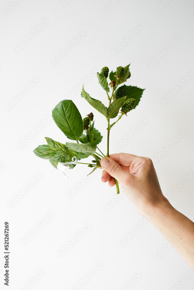 green branch of fresh basil and green berries in hand on light background green branch of fresh basil and green berries in hand on light background