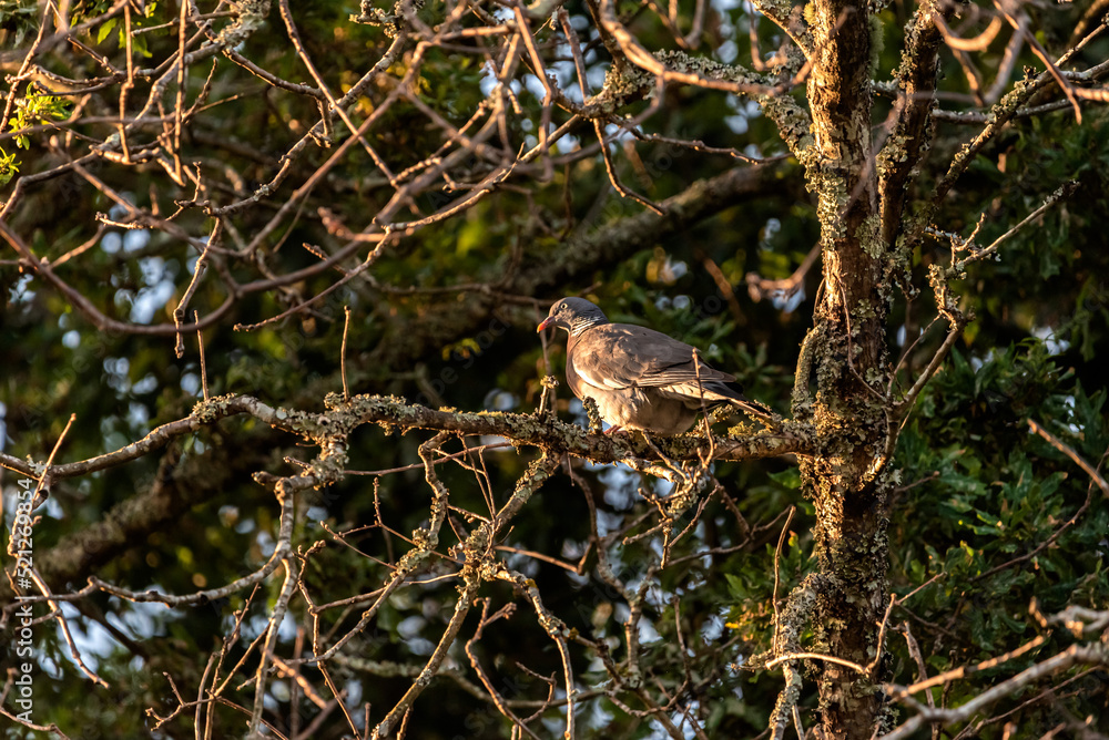 pigeon-like bird perched on the branch of a tree look at front pigeon-like bird perched on the branch of a tree look at front