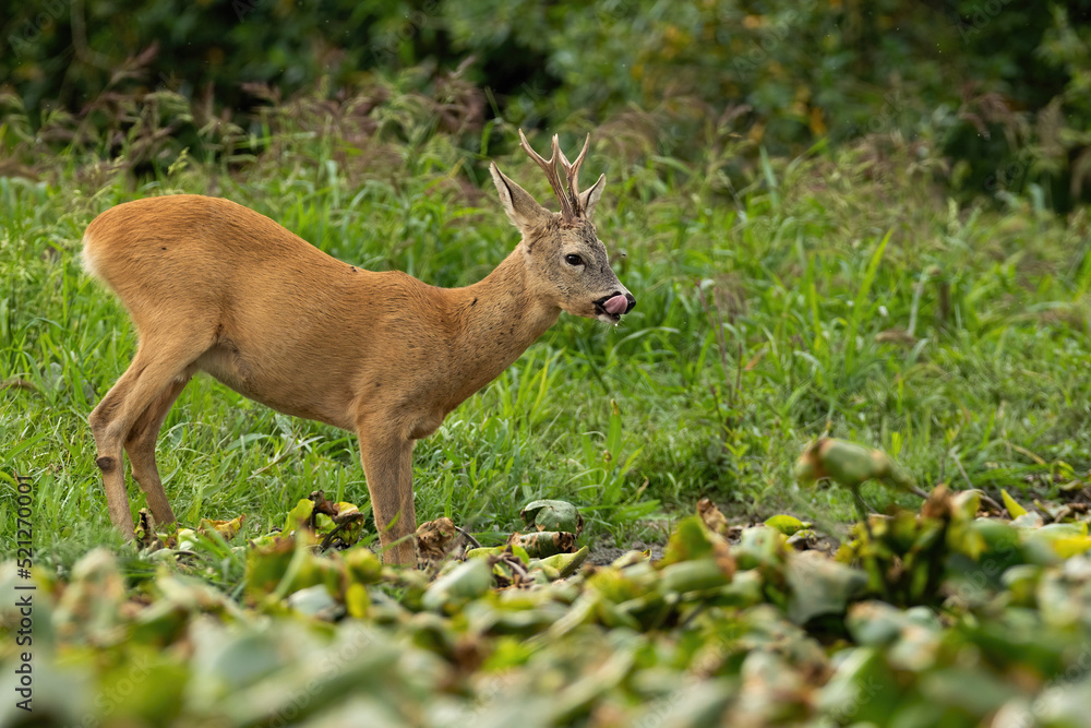 Roe deer, capreolus capreolus, licking on wetland in summertime nature form side. Roebuck drinking form water on meadow in summer. Antlered mammal with tongue out on pasture. Roe deer, capreolus capreolus, licking on wetland in summertime nature form side. Roebuck drinking form water on meadow in summer. Antlered mammal with tongue out on pasture.