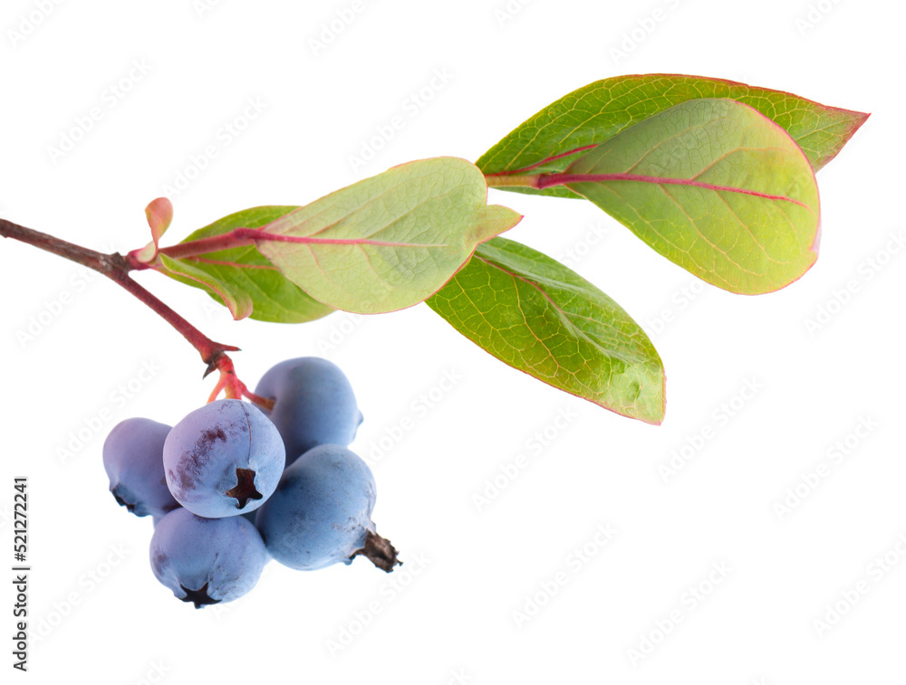 Blueberry branch isolated on white background. Bilberry or whortleberry with green leaves. Clipping path. Blueberry branch isolated on white background. Bilberry or whortleberry with green leaves. Clipping path.