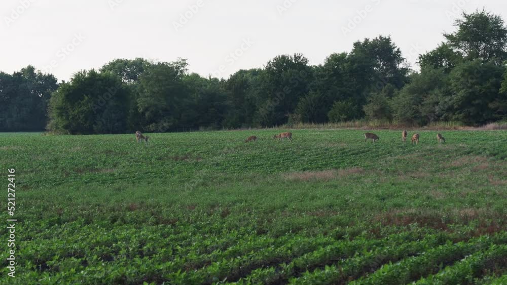 Deer Crossing Large Field at Dusk in Overland Park Deer Crossing Large Field at Dusk in Overland Park