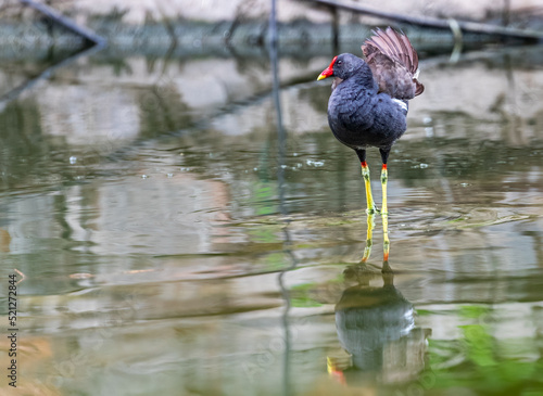Foto Eurasian Water hen in a lake