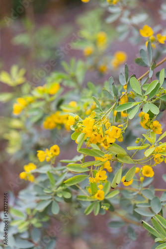 Fototapeta Naklejka Na Ścianę i Meble -  Cinnamomum cassia tree boasts clusters of tiny golden yellow flowers during springtime